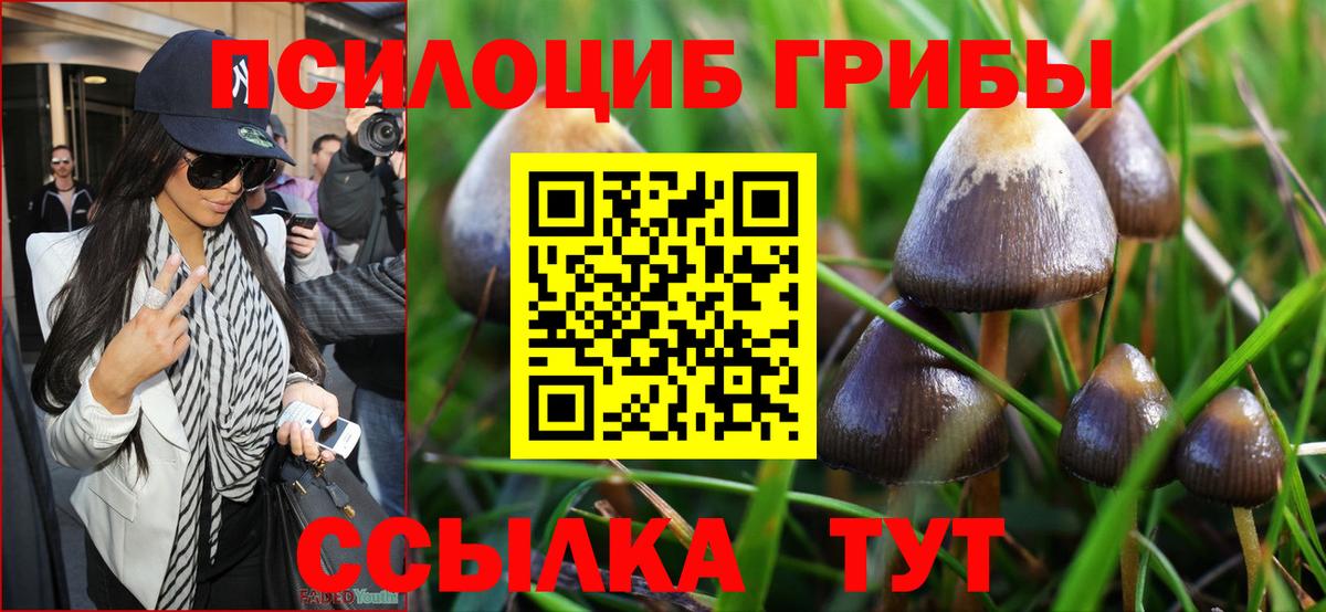 Псилоцибиновые грибы Psilocybe Барнаул